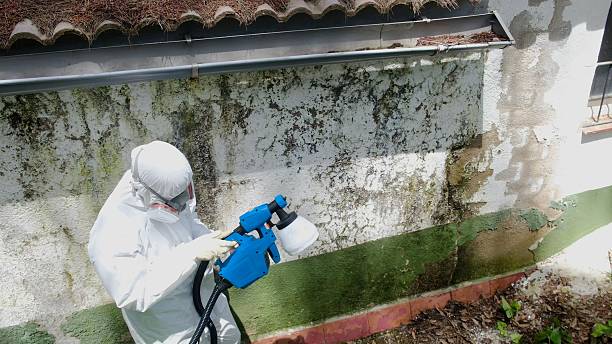 Top rated local Mold Remediation specialists in Wycombe, PA